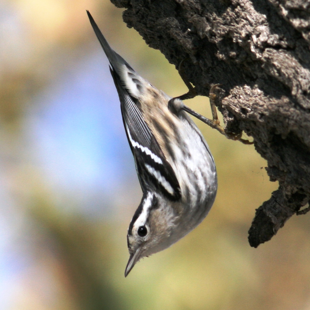 Black-and-white Warbler