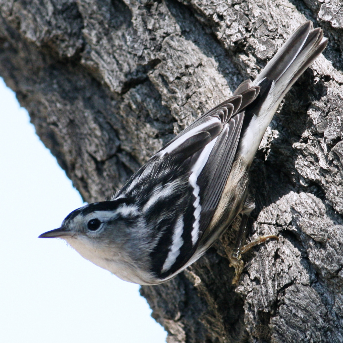 Black-and-white Warbler