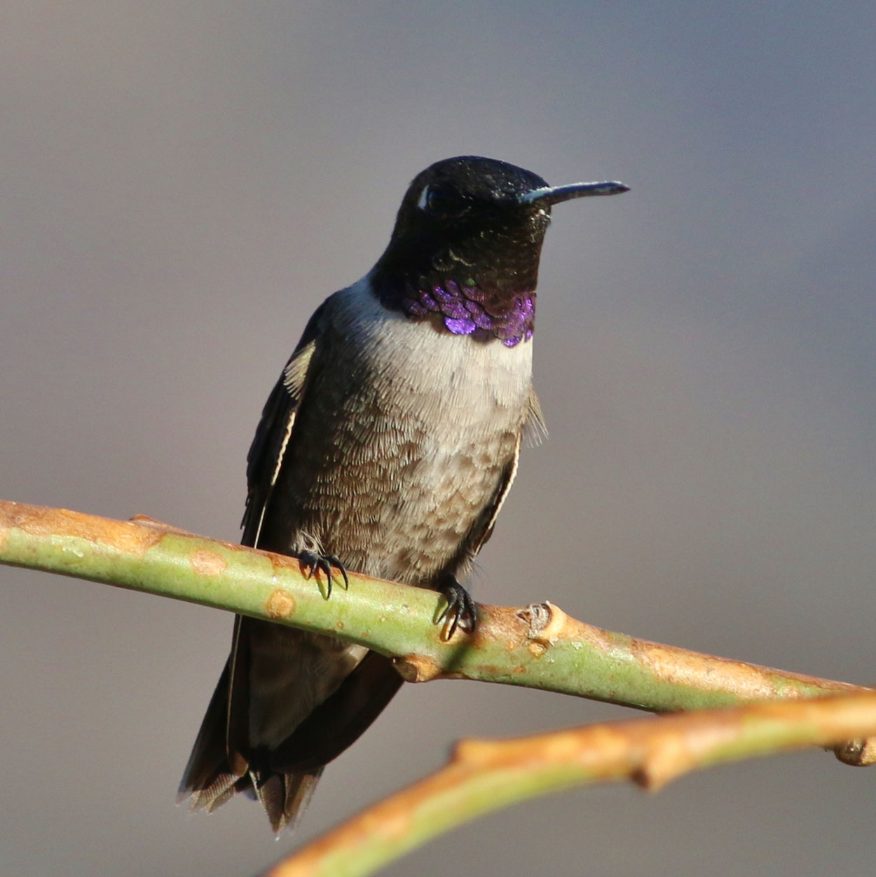 Black-chinned Hummingbird