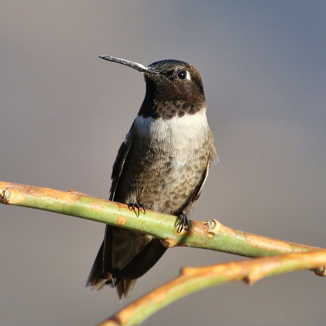 Black-chinned Hummingbird