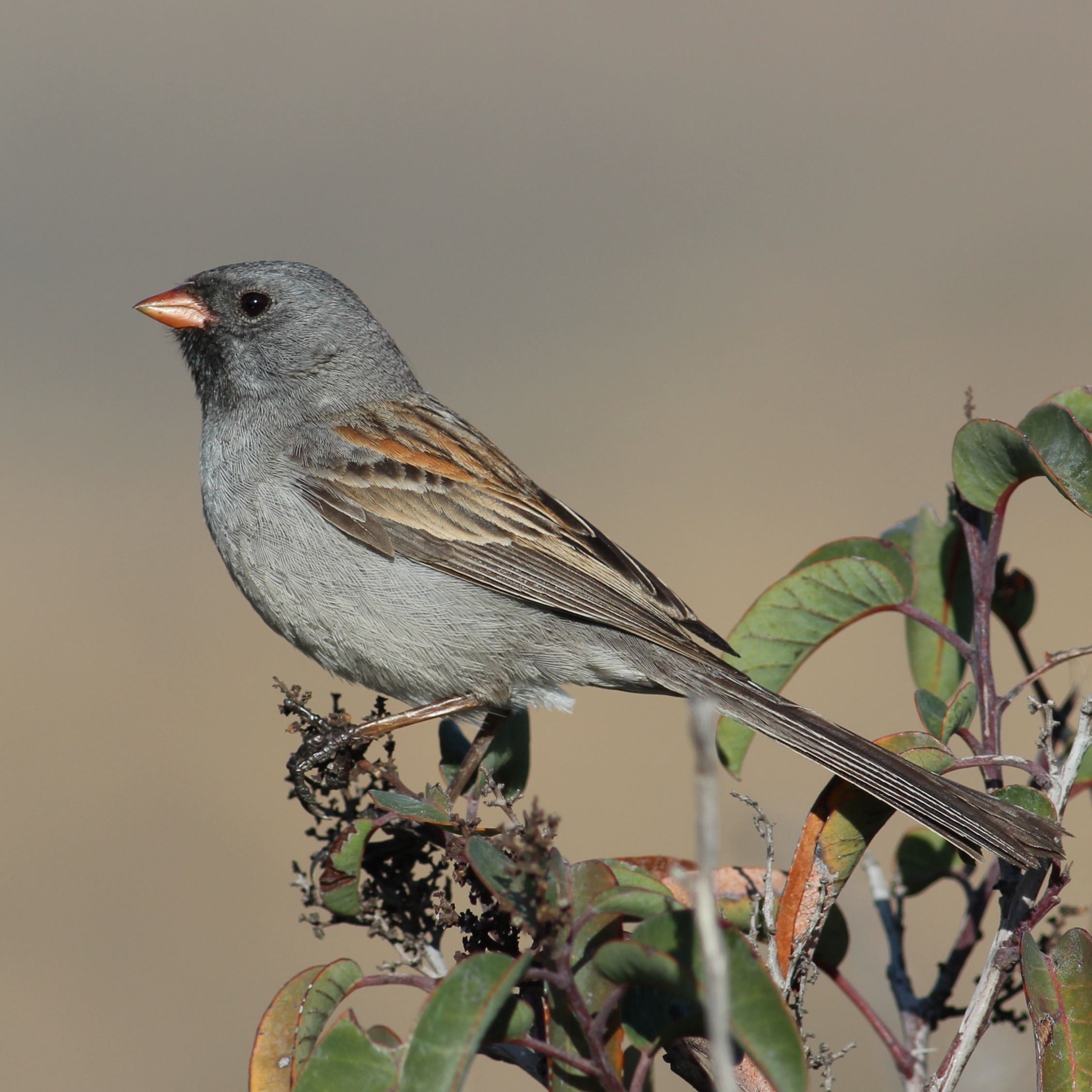 Black-chinned Sparrow