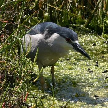 Black-crowned Night-Heron