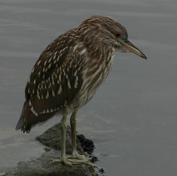 Black-crowned Night-Heron