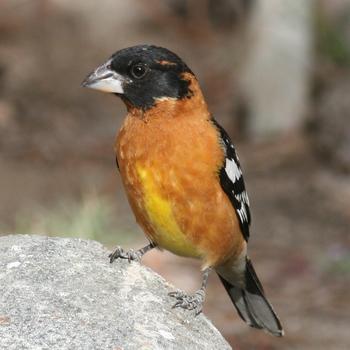 Black-headed Grosbeak