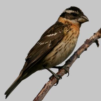 Black-headed Grosbeak