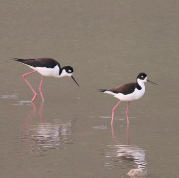 Black-necked Stilts