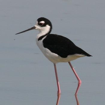 Black-necked Stilt