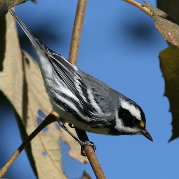 Black-throated Gray Warbler