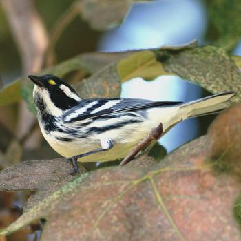 Black-throated Gray Warbler