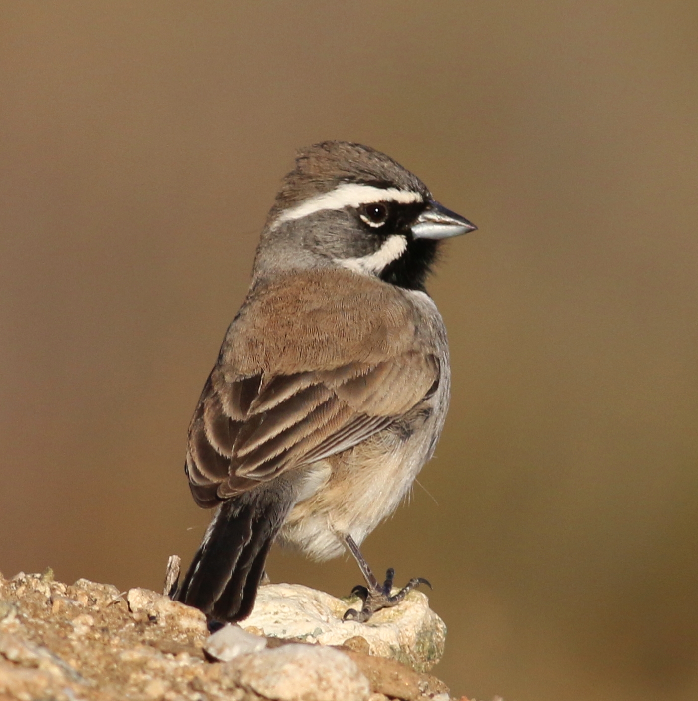 Black-throated Sparrow