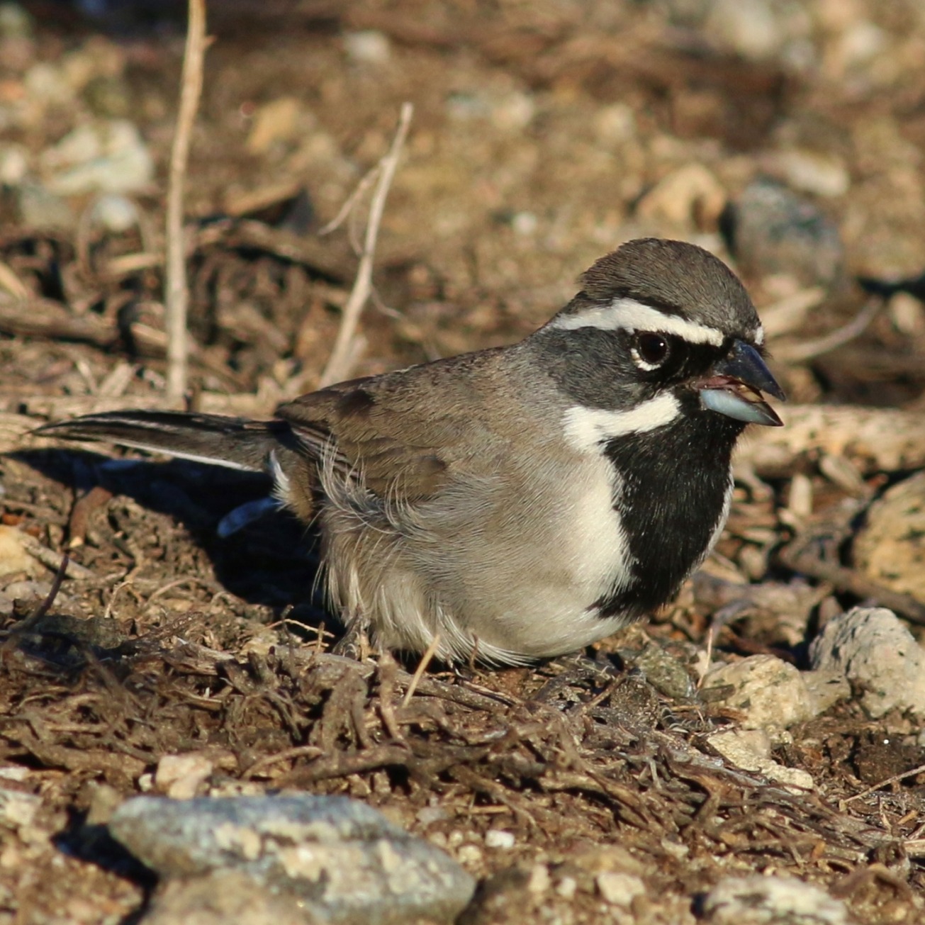 Black-throated Sparrow