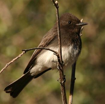 Black Phoebe