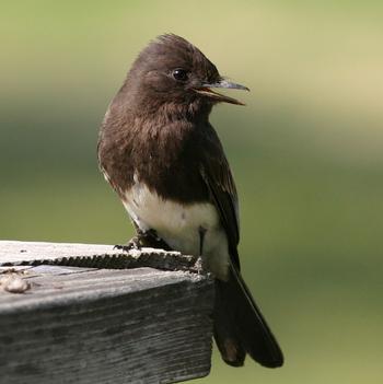 Black Phoebe