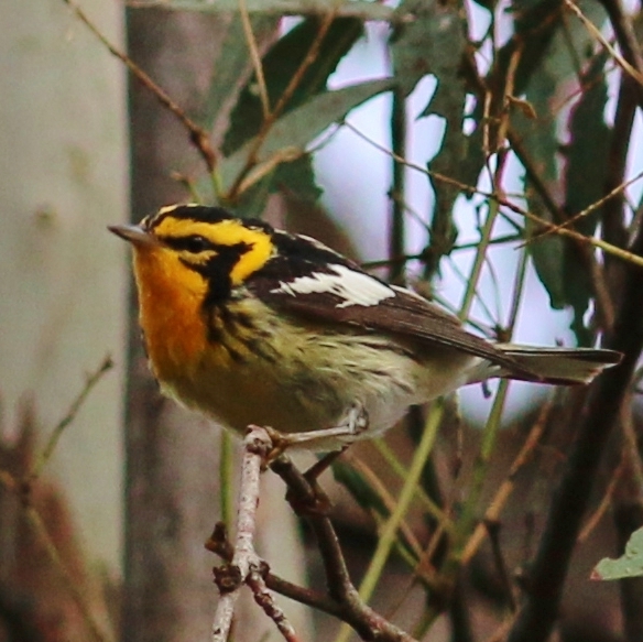 Blackburnian Warbler