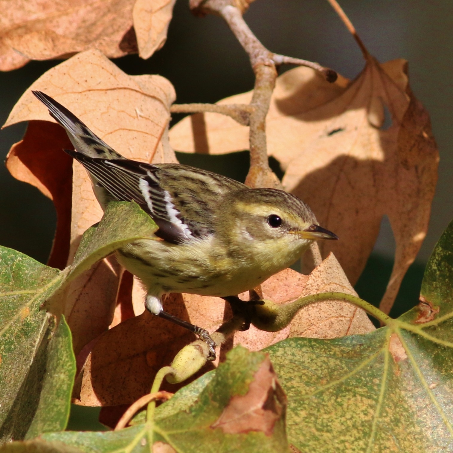 Blackburnian Warbler