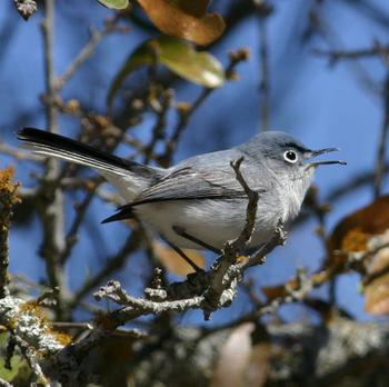 Blue-gray Gnatcatcher