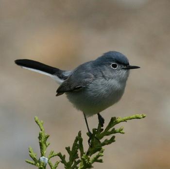 Blue-gray Gnatcatcher