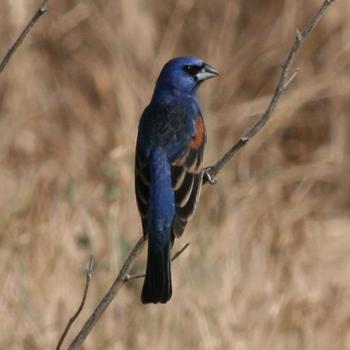 Blue Grosbeak