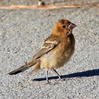 Blue Grosbeak