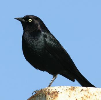 Brewer's Blackbird