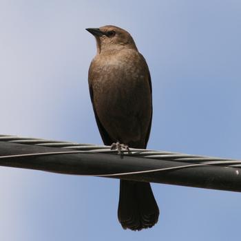 Brewer's Blackbird