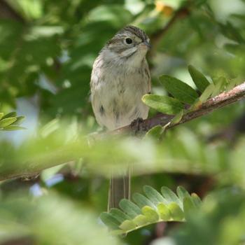 Brewer's Sparrow