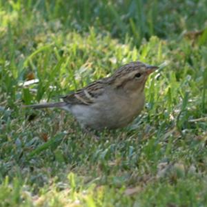 Brewer's Sparrow