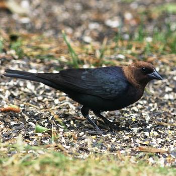 Brown-headed Cowbird