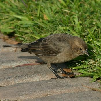 Brown-headed Cowbird