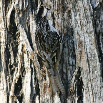 Brown Creeper