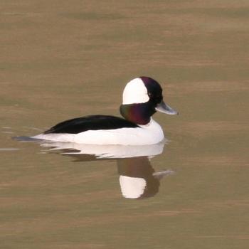 Bufflehead