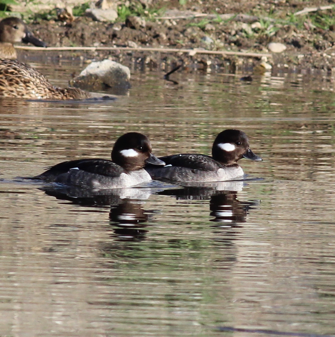 Bufflehead