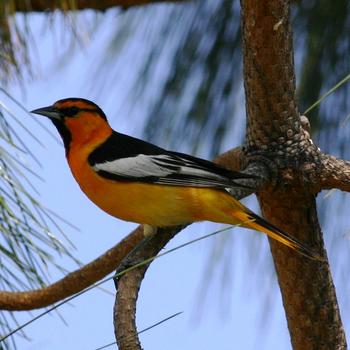 Bullock's Oriole