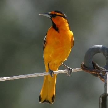 Bullock's Oriole