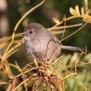 Bushtit