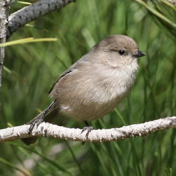 Bushtit