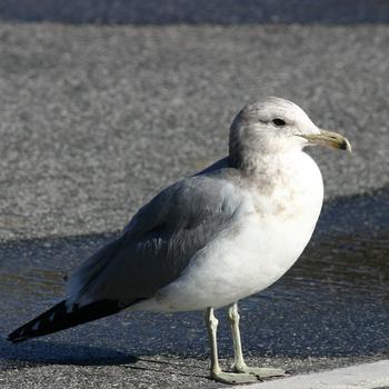 California Gull