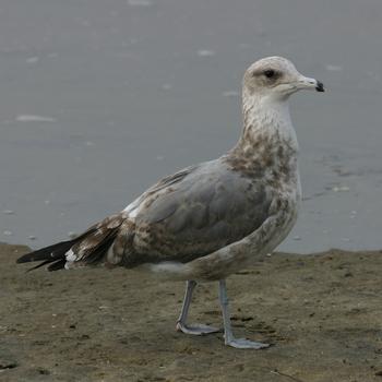 California Gull