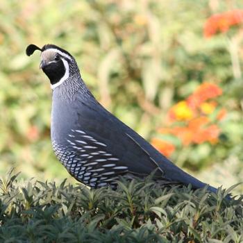 California Quail