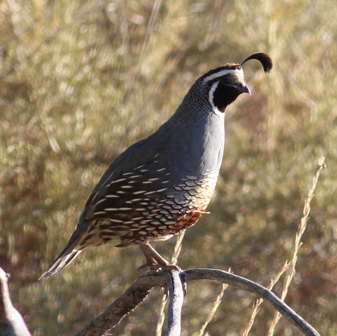 California Quail