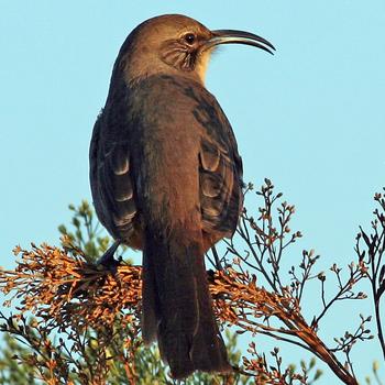 California Thrasher