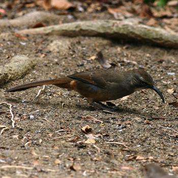 California Thrasher