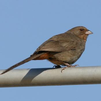 California Towhee