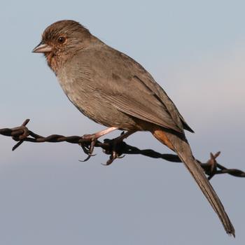 California Towhee