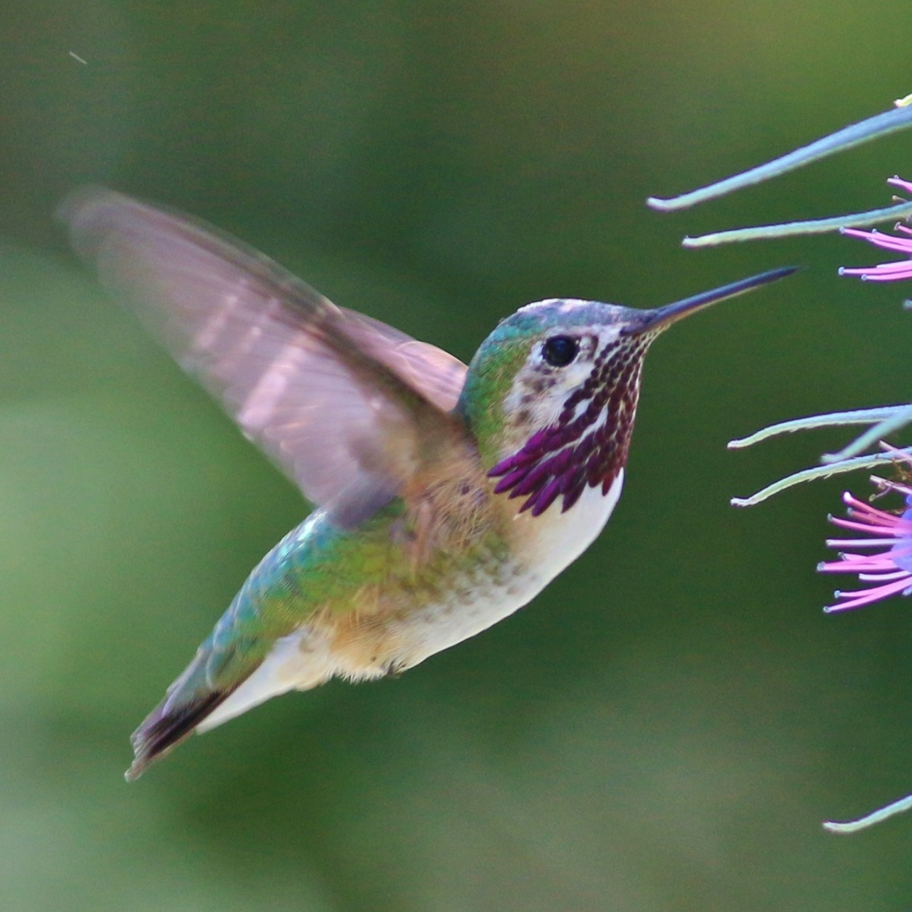 Calliope Hummingbird