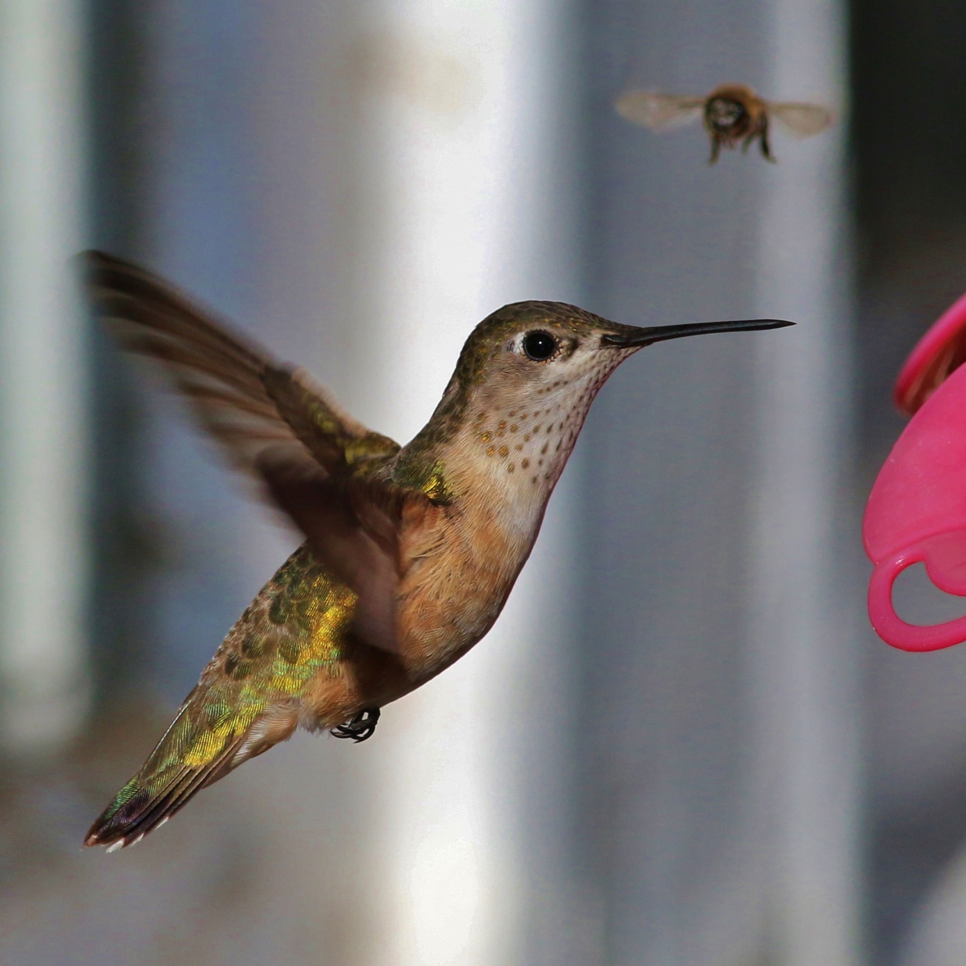 Calliope Hummingbird