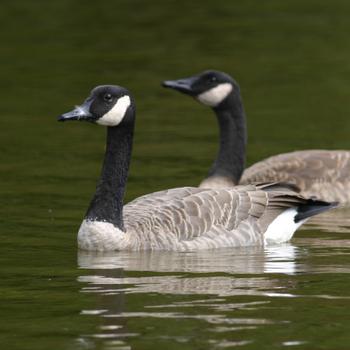 Canada Goose