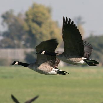 Canada Goose