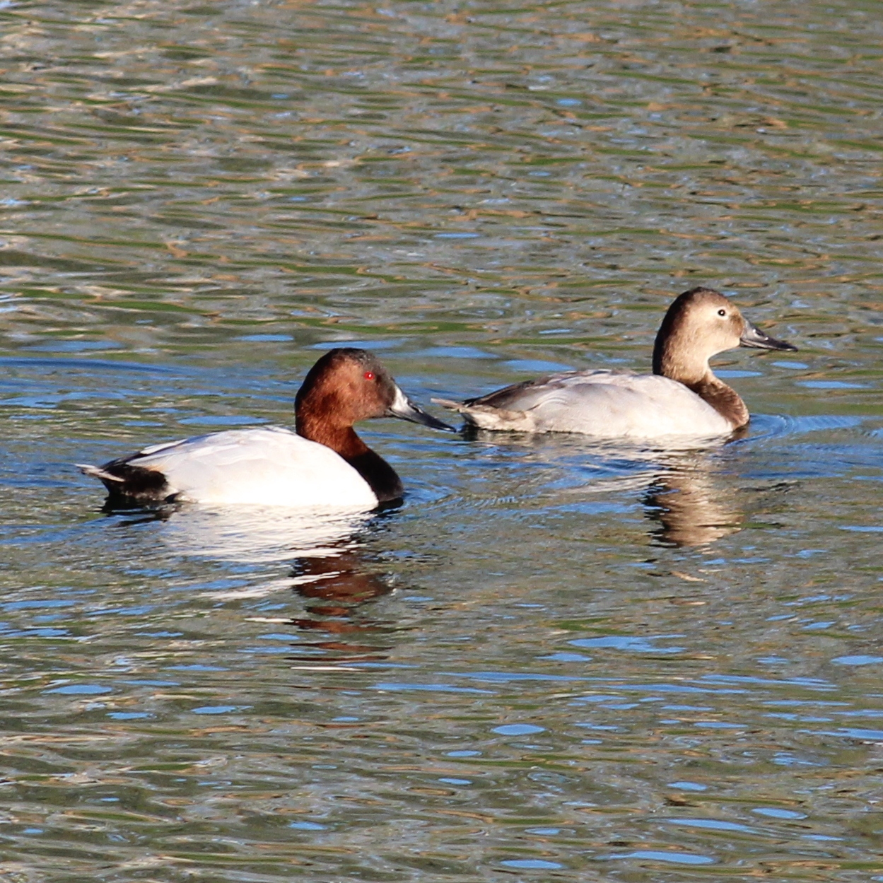 Canvasback