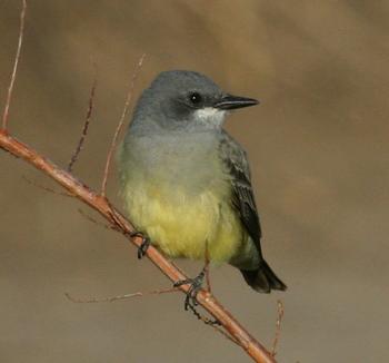 Cassin's Kingbird